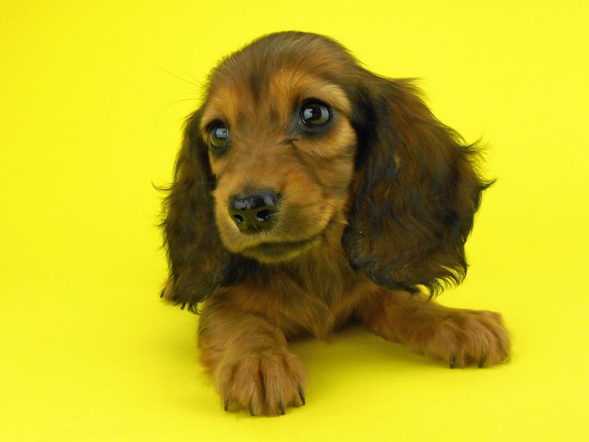 カニンヘンダックスフンド キュリ & 竹千代の子犬 レッド 女の子（1）