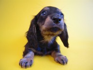 ふうちゃん ミニチュアダックス ふうちゃん ミニチュアダックス