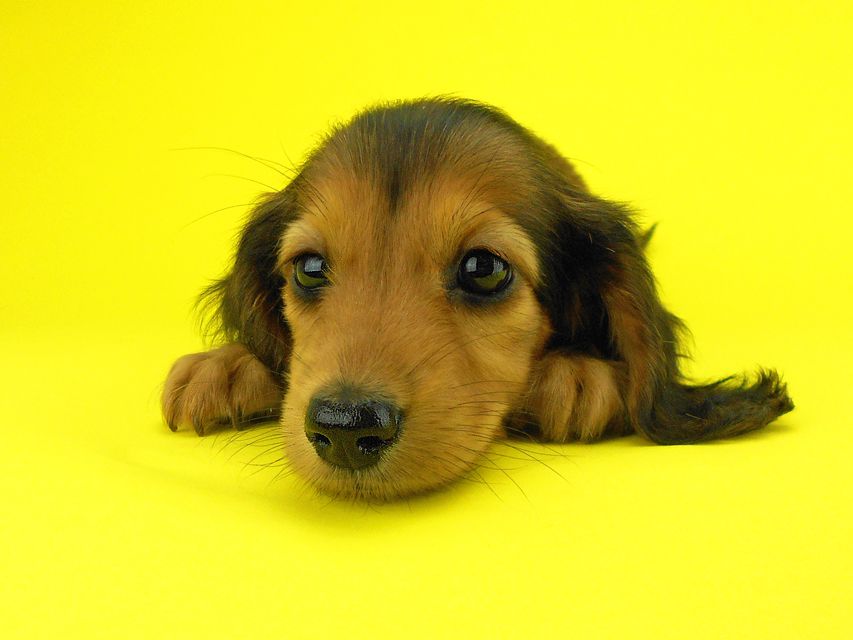 カニンヘンダックスフンド キュリ & 竹千代の子犬 レッド 女の子（2）