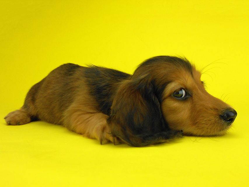 カニンヘンダックスフンド キュリ & 竹千代の子犬 レッド 女の子（2）