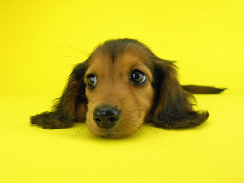 カニンヘンダックスフンド キュリ & 竹千代の子犬 レッド 女の子（2）