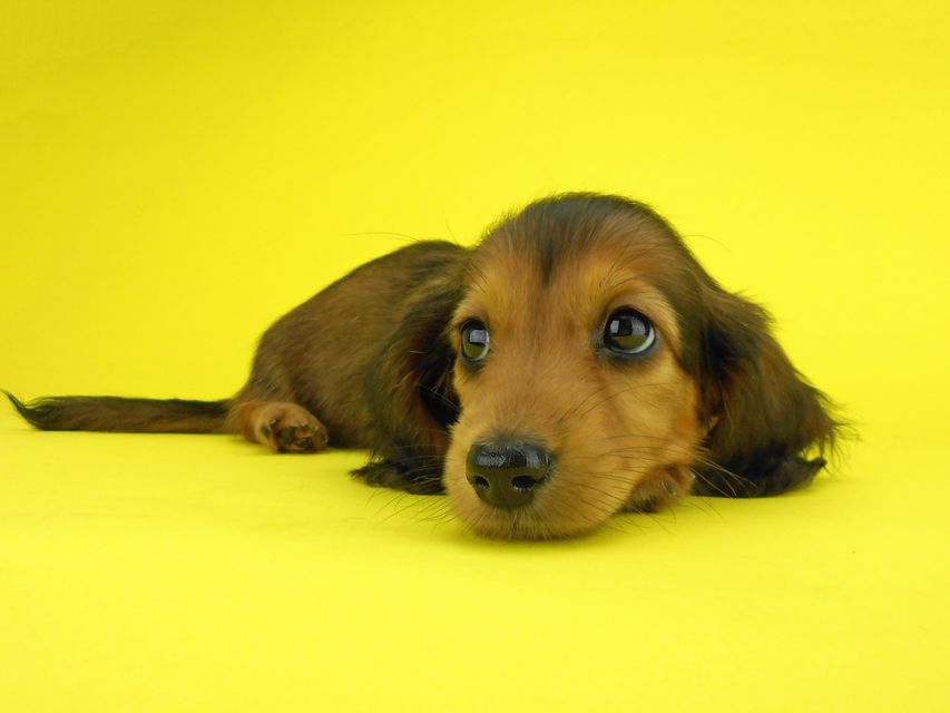 カニンヘンダックスフンド キュリ & 竹千代の子犬 レッド 女の子（2）