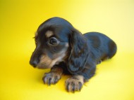 ふうちゃん ミニチュアダックス ふうちゃん ミニチュアダックス