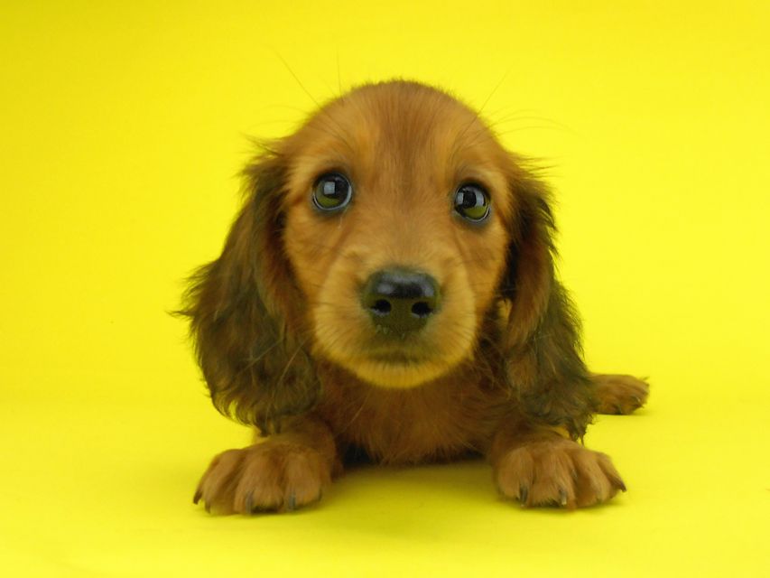 カニンヘンダックスフンド キュリ & 竹千代の子犬 レッド 女の子(3)DSCN2074 カニンヘンダックスフンド キュリ & 竹千代の子犬 レッド 女の子(3)