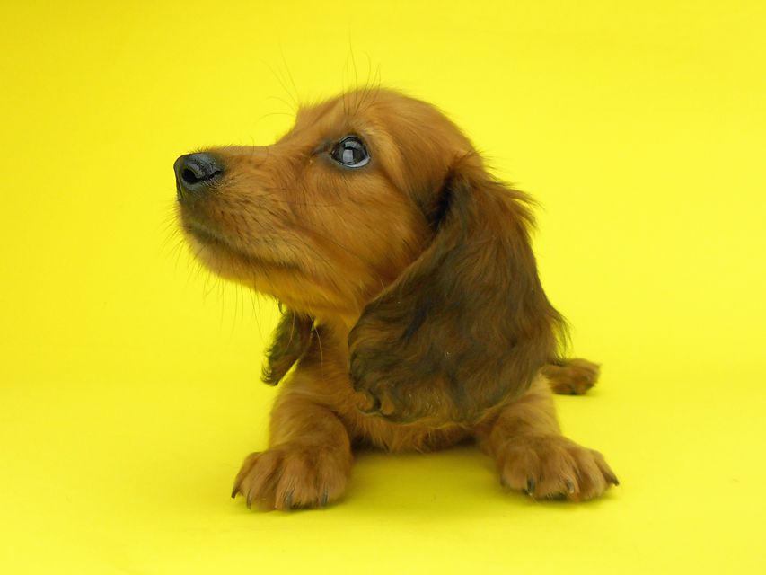 カニンヘンダックスフンド キュリ & 竹千代の子犬 レッド 女の子(3)DSCN2075 カニンヘンダックスフンド キュリ & 竹千代の子犬 レッド 女の子(3)