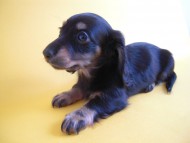 ふうちゃん ミニチュアダックス ふうちゃん ミニチュアダックス