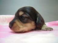 カニヘン 子犬 マロの女の子 ブラック&クリーム カニヘン 子犬 マロの女の子 ブラック&クリーム