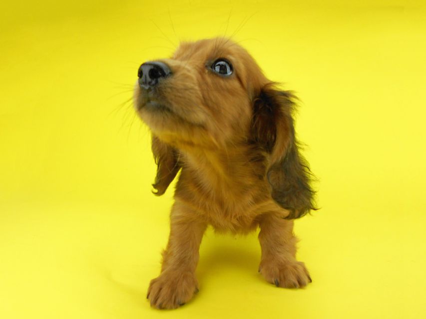 カニンヘンダックスフンド キュリ & 竹千代の子犬 レッド 女の子(3)DSCN2077 カニンヘンダックスフンド キュリ & 竹千代の子犬 レッド 女の子(3)