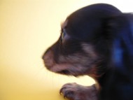 ふうちゃん ミニチュアダックス ふうちゃん ミニチュアダックス