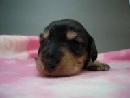 カニヘン 子犬 マロの女の子 ブラック&クリーム カニヘン 子犬 マロの女の子 ブラック&クリーム