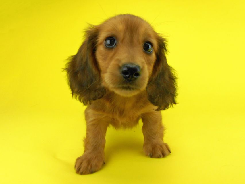 カニンヘンダックスフンド キュリ & 竹千代の子犬 レッド 女の子(3)DSCN2078 カニンヘンダックスフンド キュリ & 竹千代の子犬 レッド 女の子(3)