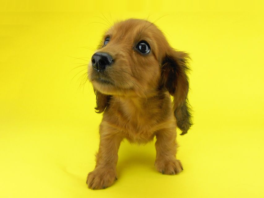 カニンヘンダックスフンド キュリ & 竹千代の子犬 レッド 女の子(3)DSCN2079 カニンヘンダックスフンド キュリ & 竹千代の子犬 レッド 女の子(3)