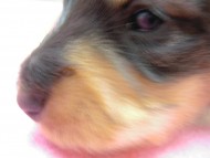 カニヘン　子犬　マロの女の子 ブラック＆クリーム