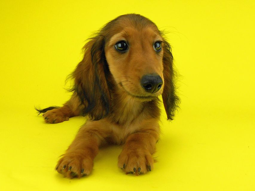 カニンヘンダックスフンド オーロラ & たけるの子犬 レッド 男の子（2）