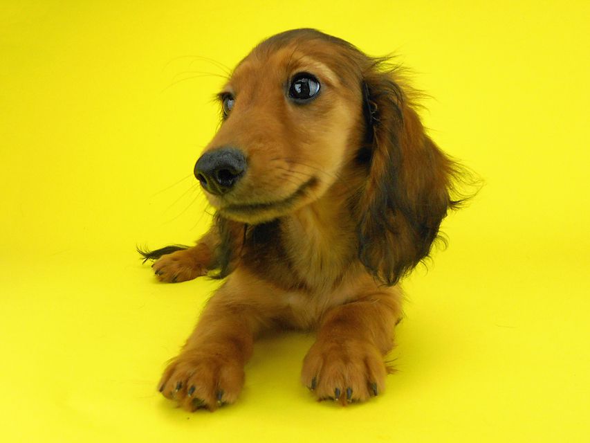 カニンヘンダックスフンド オーロラ & たけるの子犬 レッド 男の子（2）