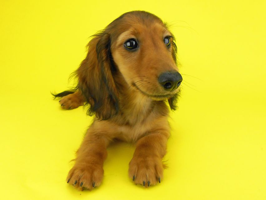 カニンヘンダックスフンド オーロラ & たけるの子犬 レッド 男の子（2）