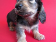 ミニチュアダックス 子犬 シェーデットクリーム ミニチュアダックス 子犬 シェーデットクリーム