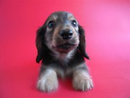 ミニチュアダックス 子犬 シェーデットクリーム