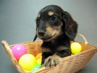 カニヘン　子犬　しずるの男の子　ブラッククリーム