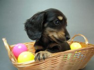 カニヘン　子犬　しずるの男の子　ブラッククリーム