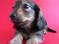 ミニチュアダックス 子犬 シェーデットクリーム ミニチュアダックス 子犬 シェーデットクリーム
