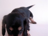 そらちゃん ミニチュアダックス