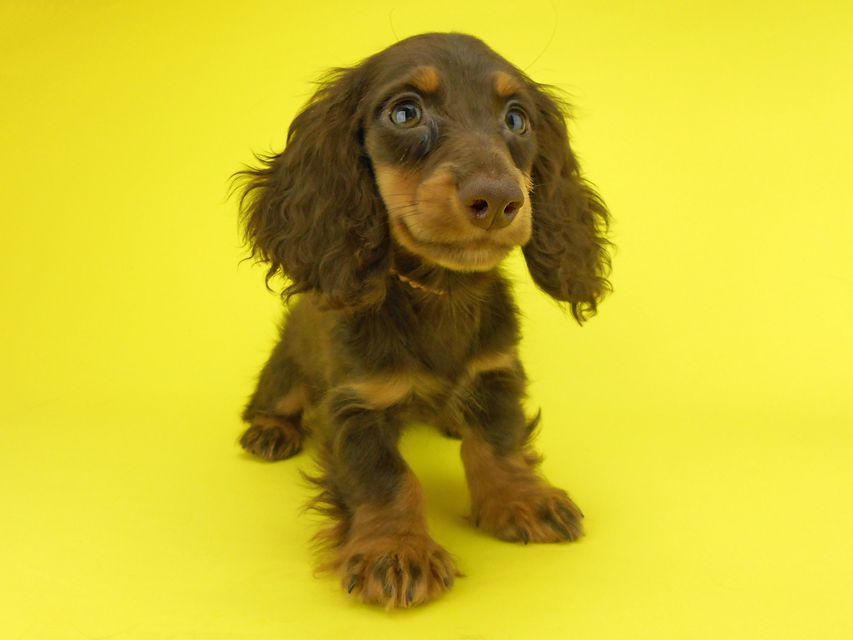 カニンヘンダックスフンド ゴマ & バロンの子犬 チョコタン 男の子