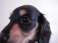 そらちゃん ミニチュアダックス