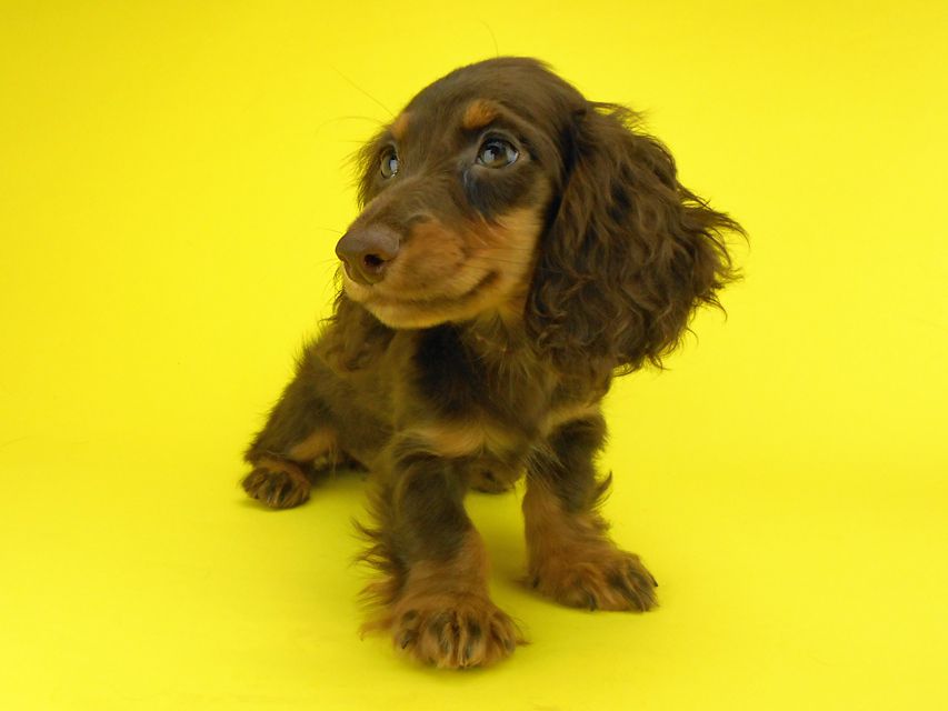 カニンヘンダックスフンド ゴマ & バロンの子犬 チョコタン 男の子