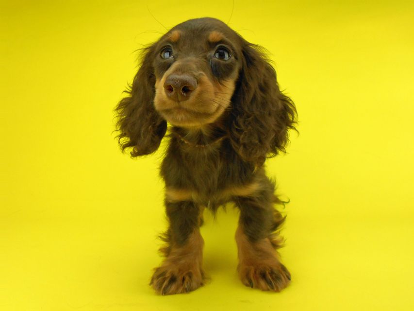 カニンヘンダックスフンド ゴマ & バロンの子犬 チョコタン 男の子