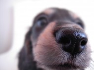 そらちゃん ミニチュアダックス