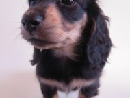 そらちゃん ミニチュアダックス