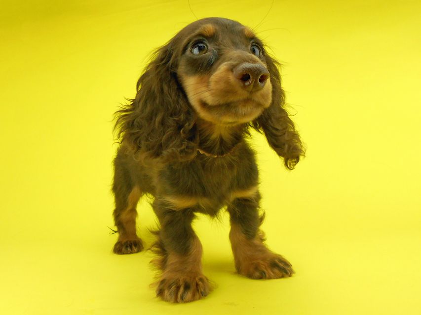 カニンヘンダックスフンド ゴマ & バロンの子犬 チョコタン 男の子