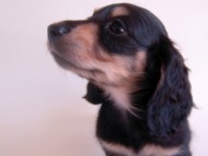 そらちゃん ミニチュアダックス