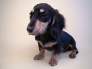 あんずの赤ちゃん カニンヘン 子犬 ブラック&クリーム 女の子 7/30生まれ