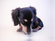 あんずの赤ちゃん カニンヘン 子犬 ブラック&クリーム 女の子 7/30生まれ