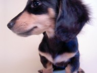 あんずの赤ちゃん カニンヘン 子犬 ブラック&クリーム 女の子 7/30生まれ