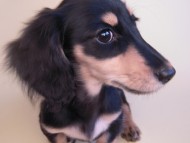 あんずの赤ちゃん カニンヘン 子犬 ブラック&クリーム 女の子 7/30生まれ