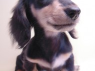 あんずの赤ちゃん カニンヘン 子犬 ブラック&クリーム 女の子 7/30生まれ