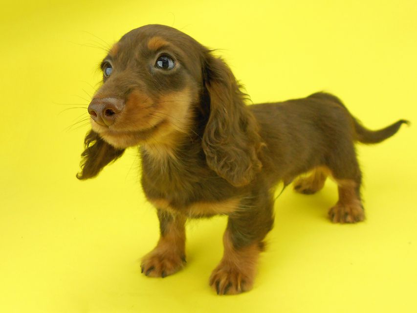 カニンヘンダックスフンド ベベ & ジャックの子犬 チョコタン 男の子（2）