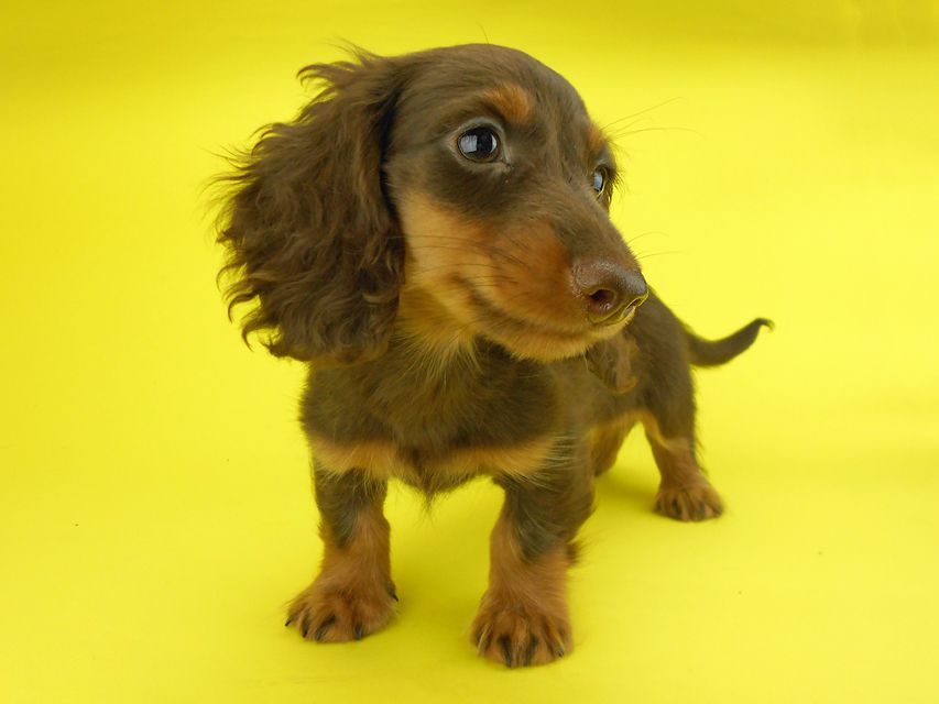 カニンヘンダックスフンド ベベ & ジャックの子犬 チョコタン 男の子（2）