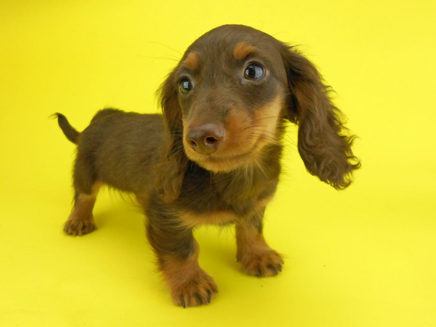 カニンヘンダックスフンド ベベ & ジャックの子犬 チョコタン 男の子（2）