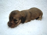 カニヘン 子犬 シェーデットクリーム 男の子 カニヘン 子犬 シェーデットクリーム 男の子