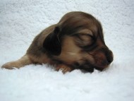 カニヘン　子犬　シェーデットクリーム　　男の子