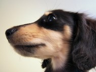 あんずの赤ちゃん カニンヘン 子犬 ブラッククリーム 女の子 7/30生まれ