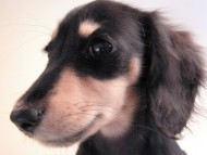 あんずの赤ちゃん カニンヘン 子犬 ブラック&クリーム 女の子 7/30生まれ