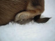 カニヘン　子犬　シェーデットクリーム　　男の子