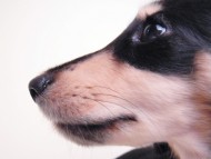 あんずの赤ちゃん カニンヘン 子犬 ブラック&クリーム 女の子 7/30生まれ