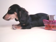 あんずの赤ちゃん カニンヘン 子犬 ブラッククリーム 女の子 7/30生まれ