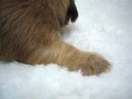 カニヘン　子犬　シェーデットクリーム男の子